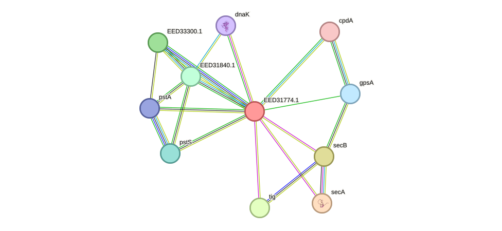 STRING protein interaction network