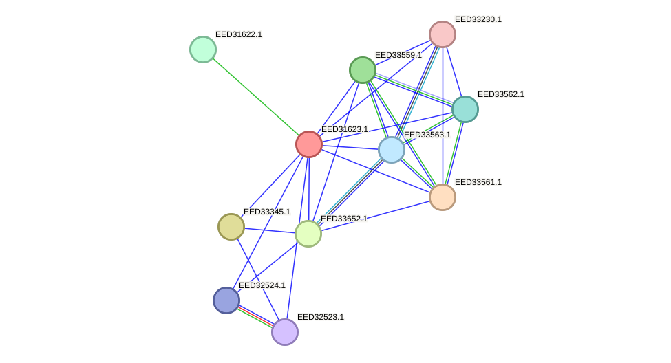 STRING protein interaction network