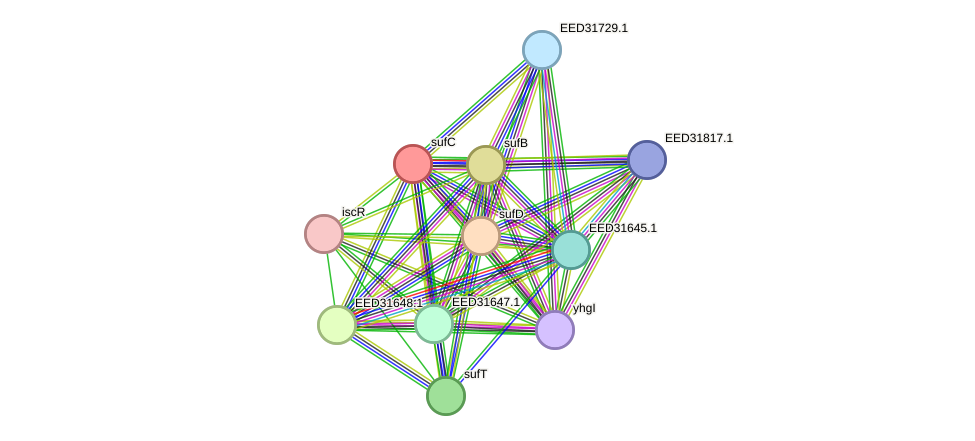 STRING protein interaction network