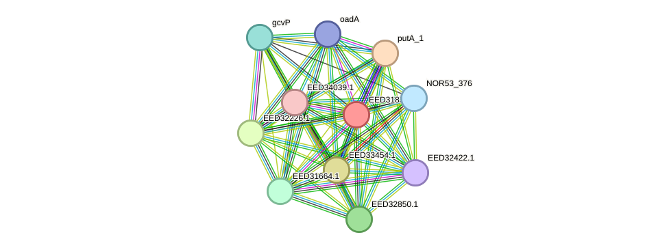 STRING protein interaction network
