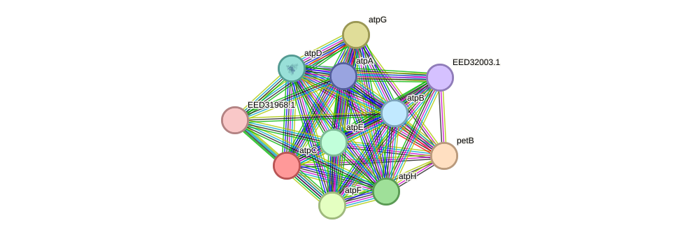 STRING protein interaction network