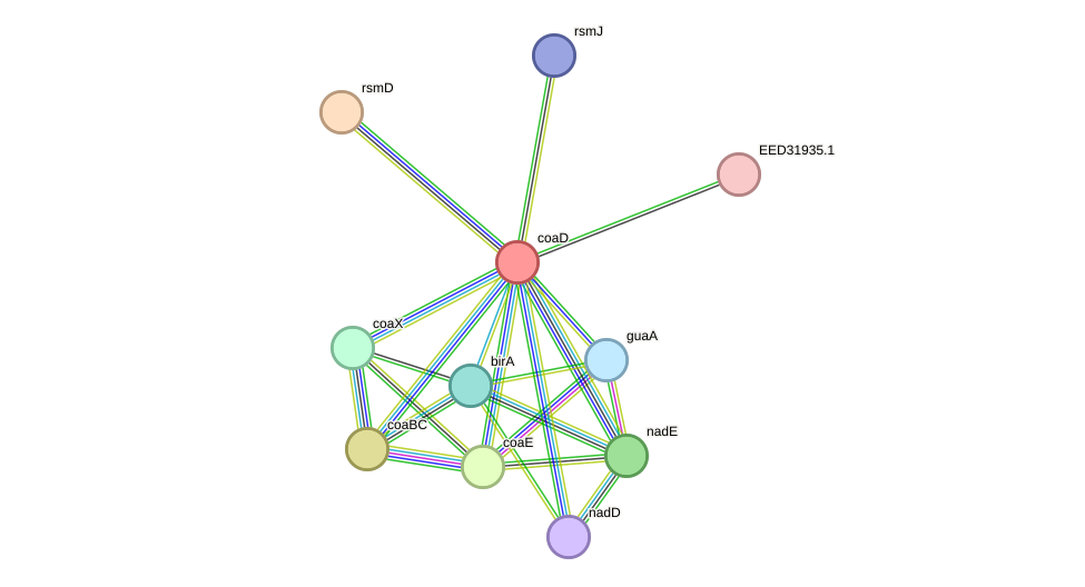 STRING protein interaction network