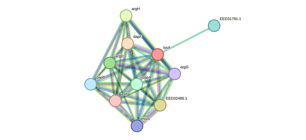 STRING protein interaction network