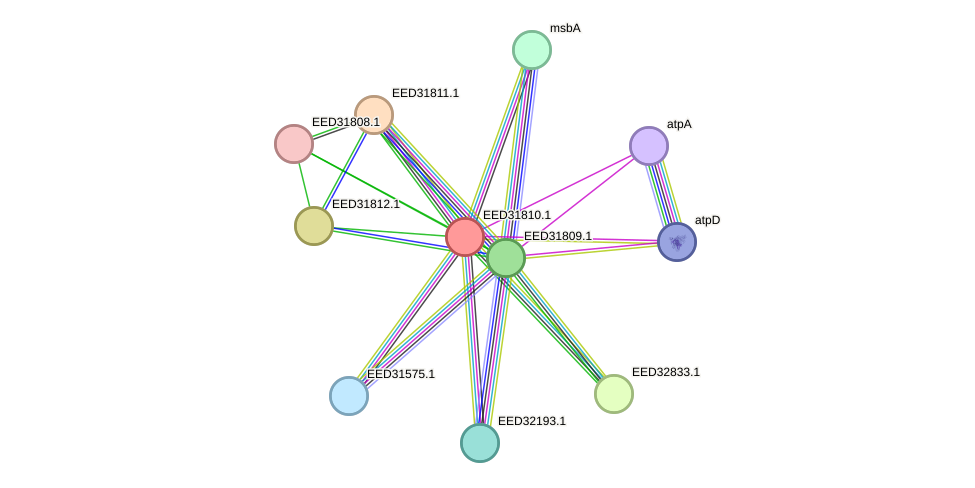 STRING protein interaction network