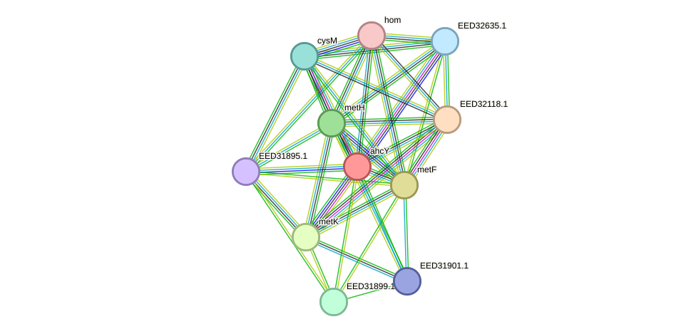 STRING protein interaction network