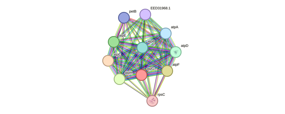 STRING protein interaction network