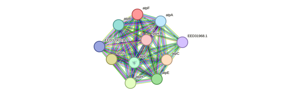 STRING protein interaction network