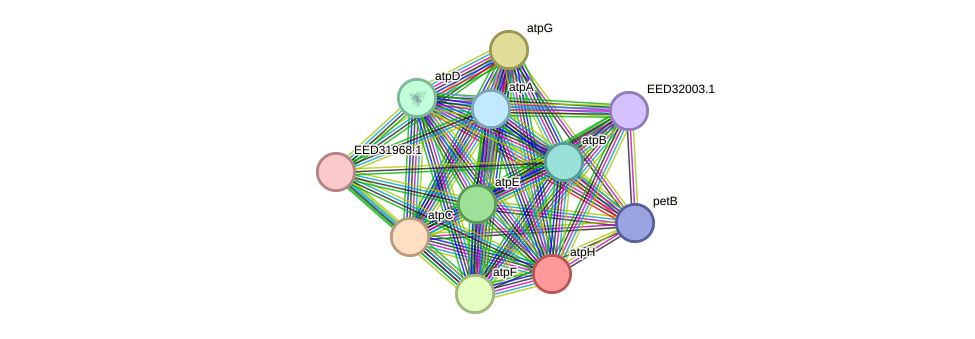 STRING protein interaction network