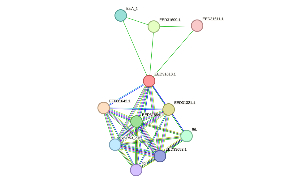 STRING protein interaction network