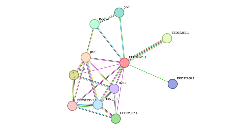 STRING protein interaction network