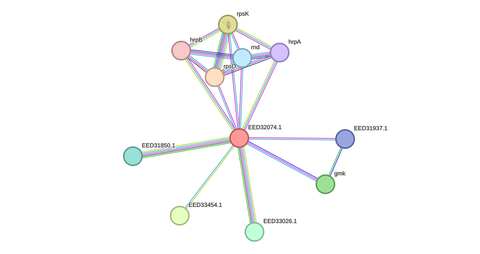 STRING protein interaction network