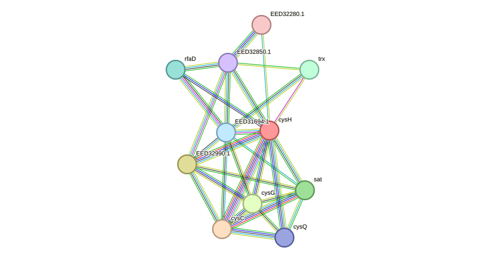 STRING protein interaction network