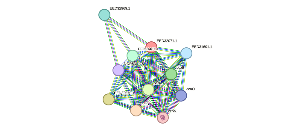 STRING protein interaction network