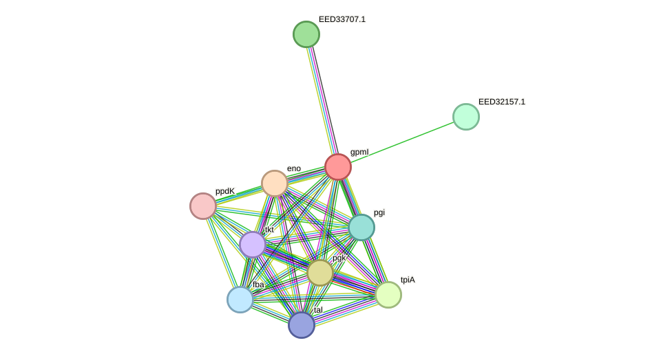STRING protein interaction network