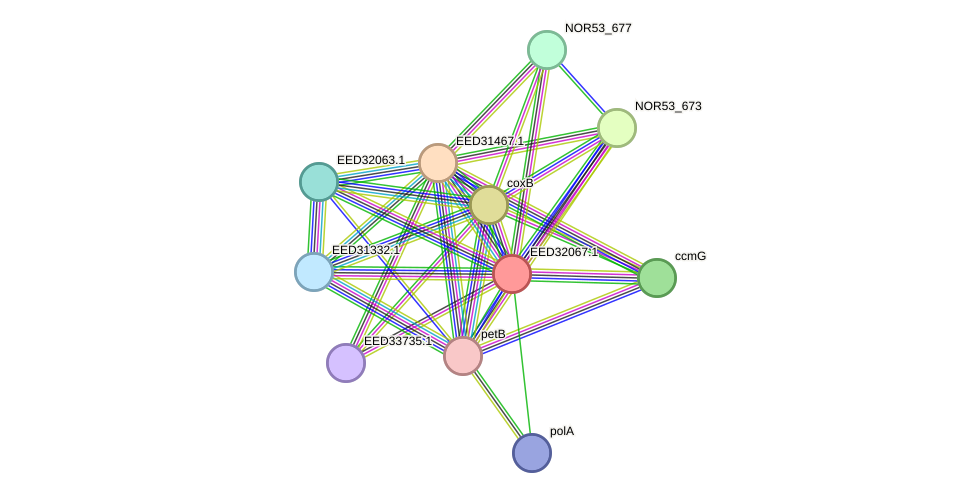 STRING protein interaction network