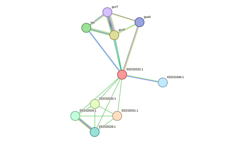 STRING protein interaction network