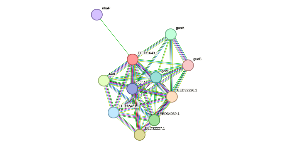 STRING protein interaction network