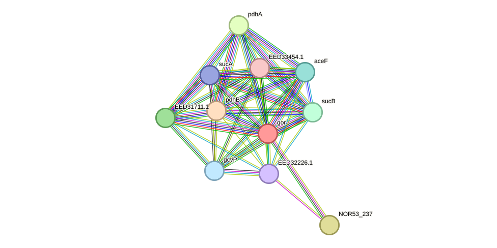STRING protein interaction network