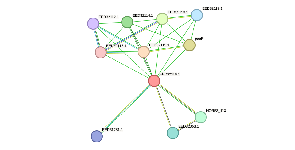 STRING protein interaction network