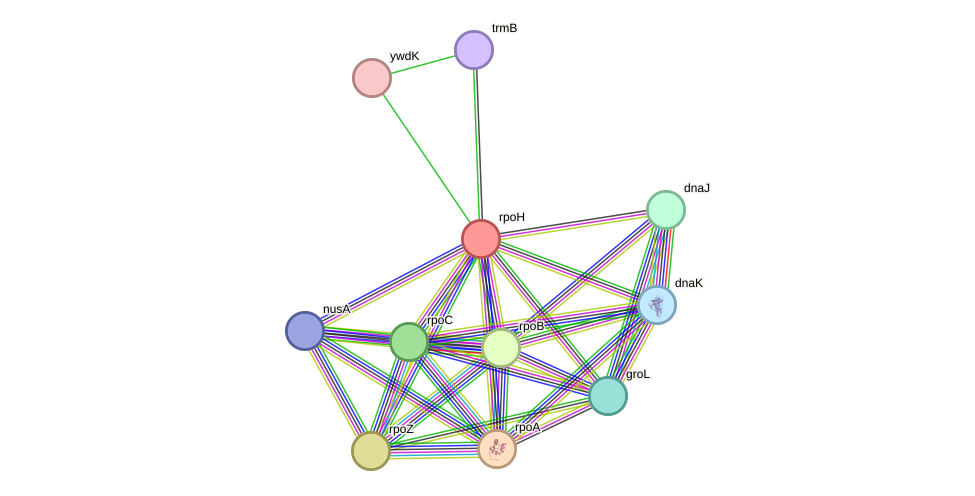 STRING protein interaction network