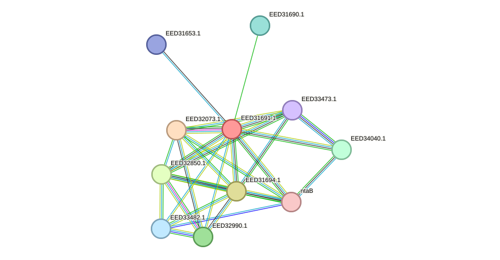 STRING protein interaction network