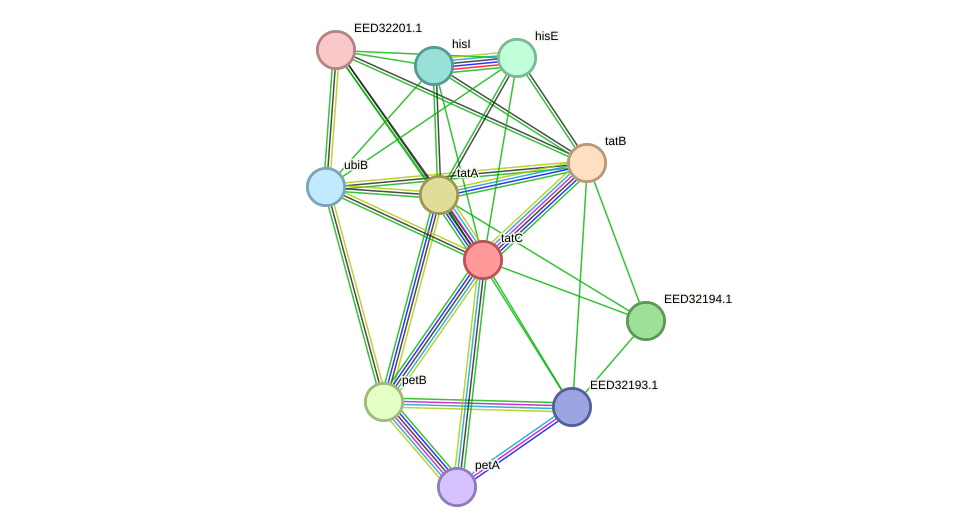STRING protein interaction network