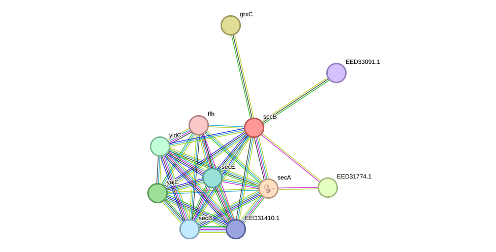 STRING protein interaction network