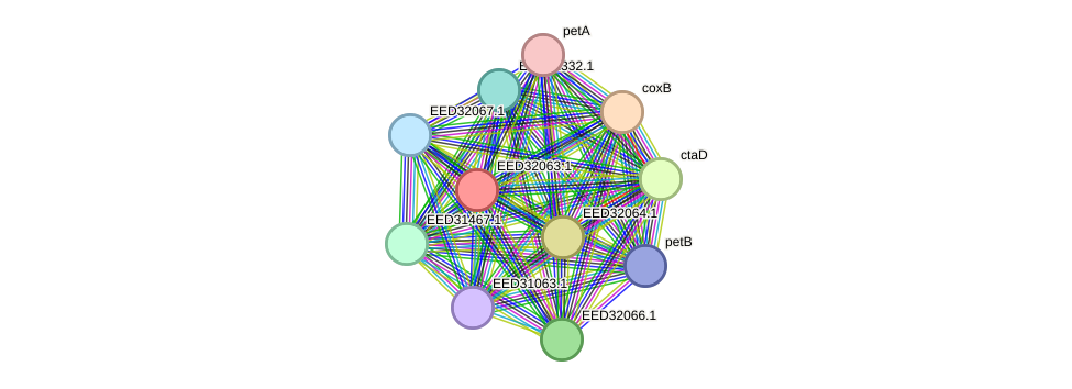 STRING protein interaction network