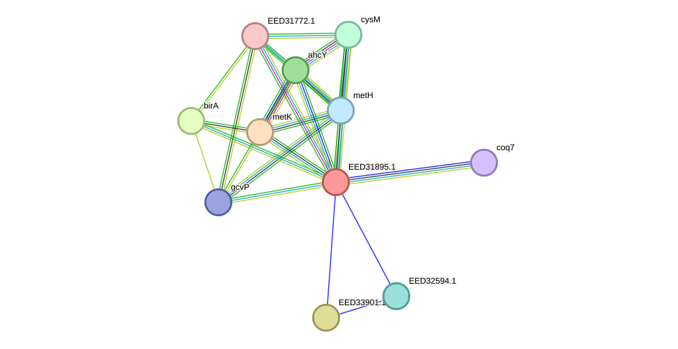 STRING protein interaction network