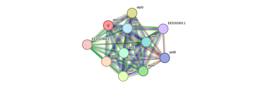 STRING protein interaction network