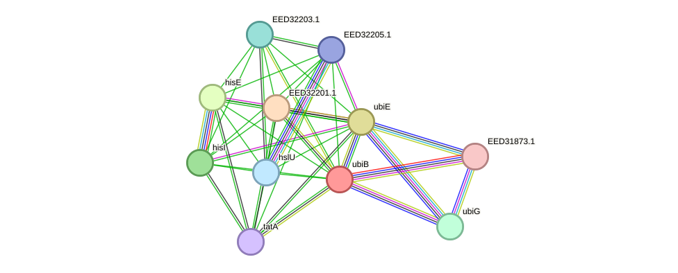 STRING protein interaction network