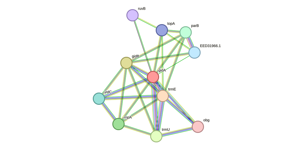 STRING protein interaction network