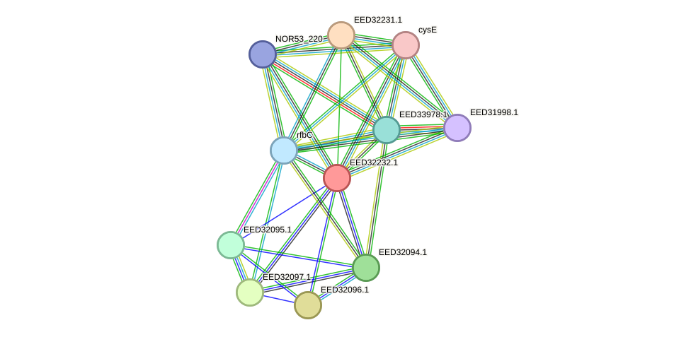 STRING protein interaction network