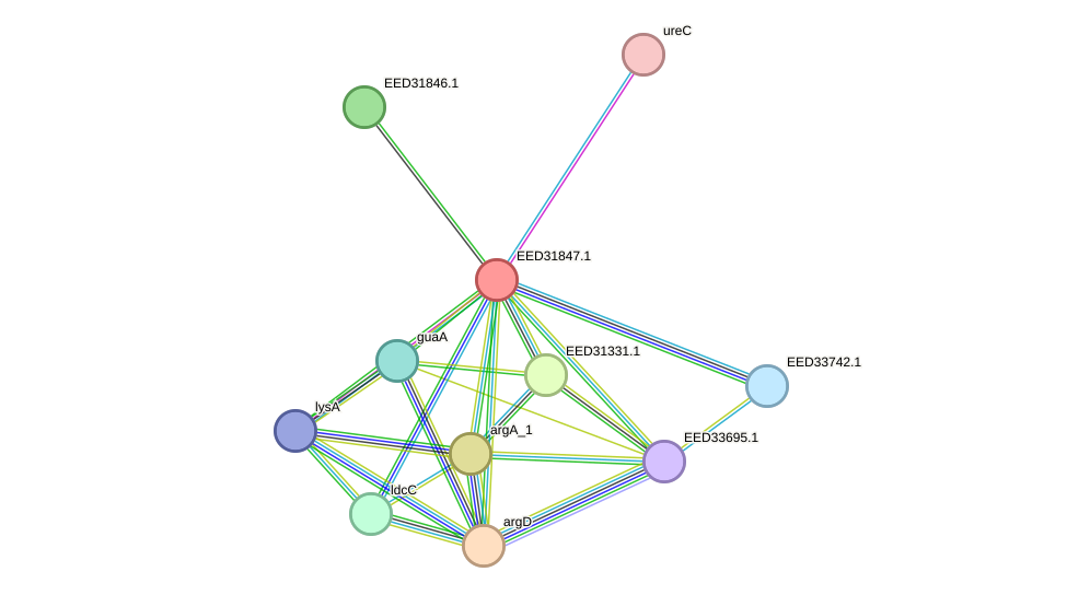 STRING protein interaction network