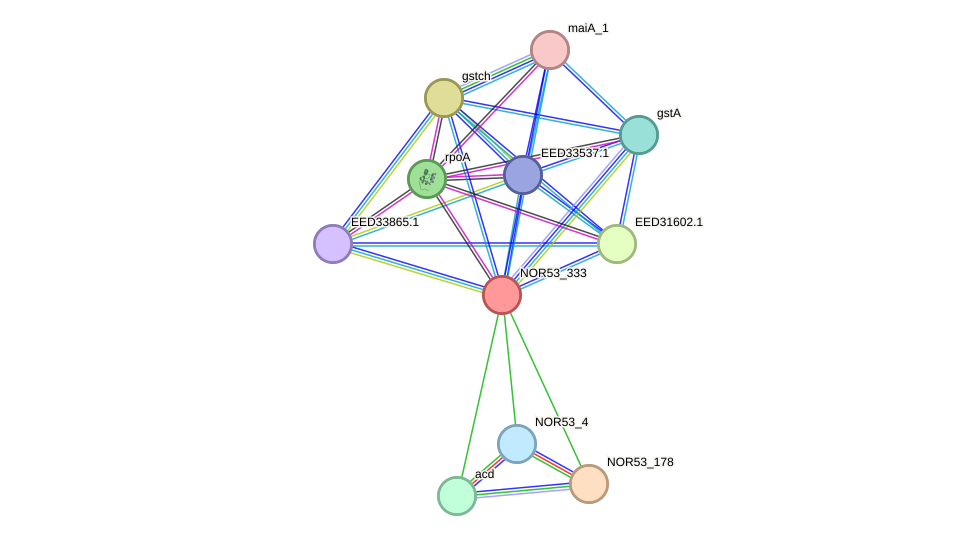 STRING protein interaction network