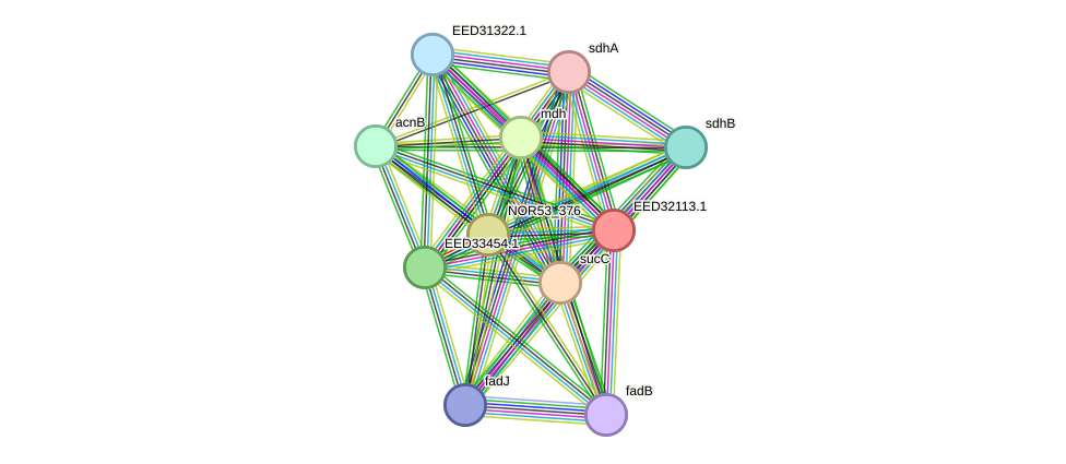 STRING protein interaction network