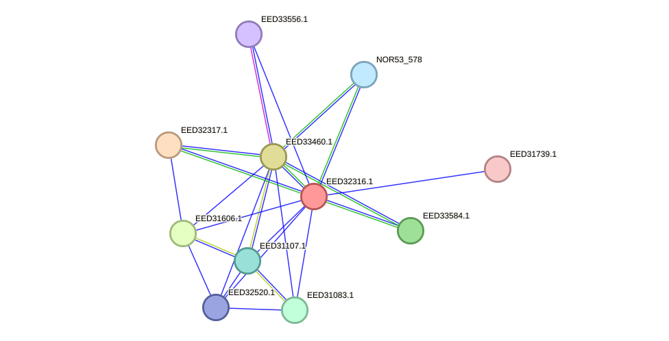 STRING protein interaction network