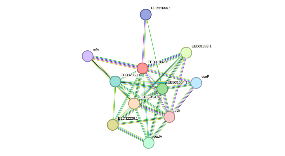 STRING protein interaction network