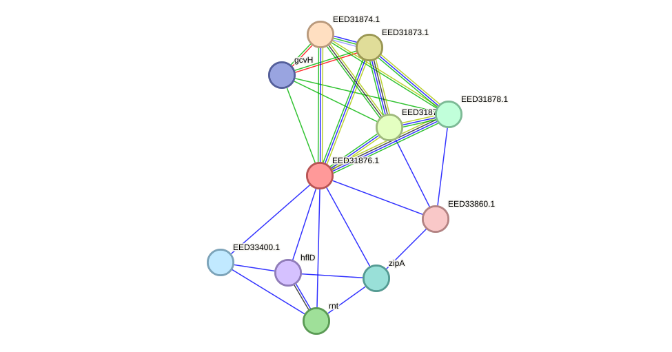 STRING protein interaction network
