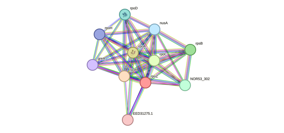 STRING protein interaction network