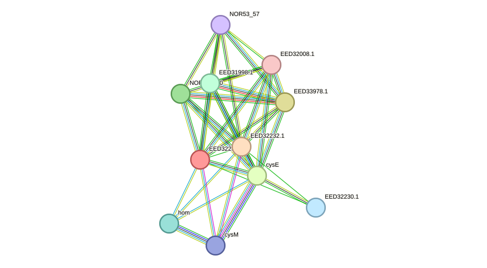 STRING protein interaction network
