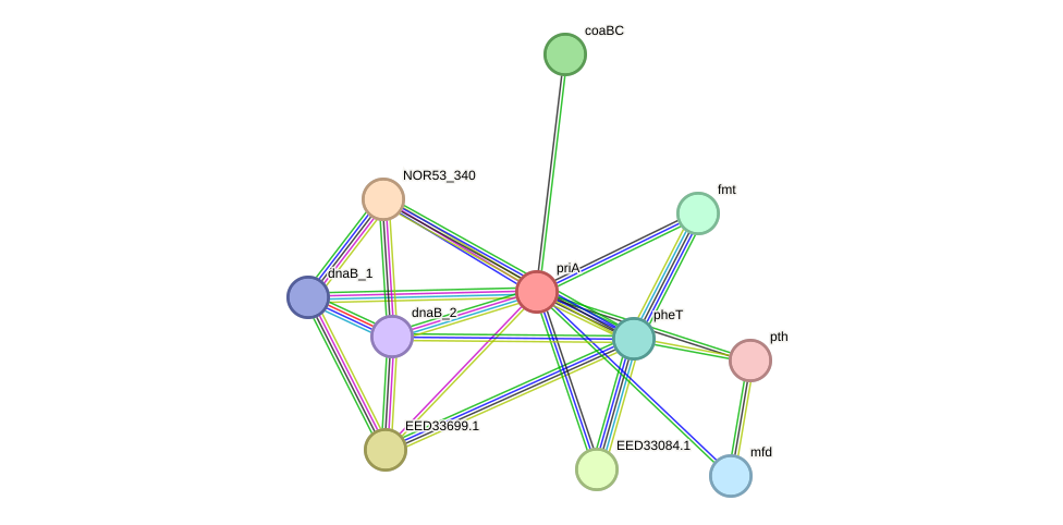 STRING protein interaction network