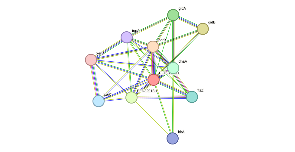 STRING protein interaction network