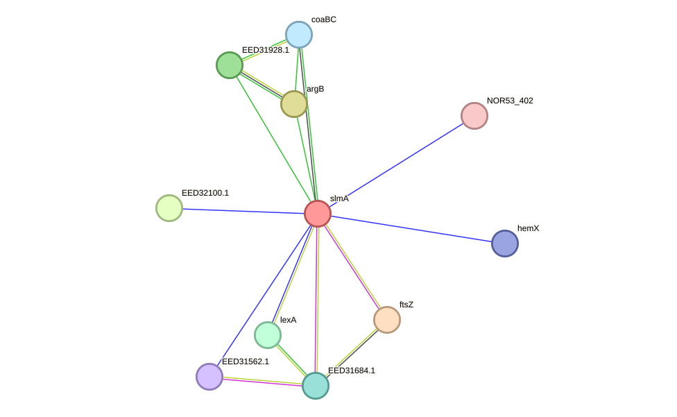 STRING protein interaction network