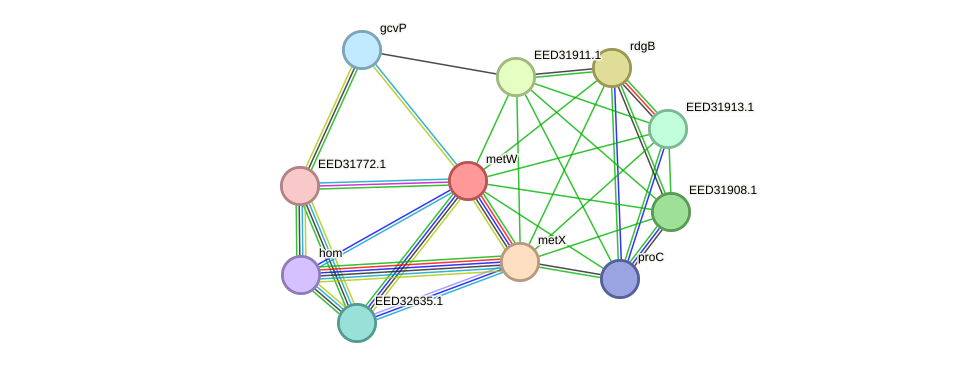 STRING protein interaction network