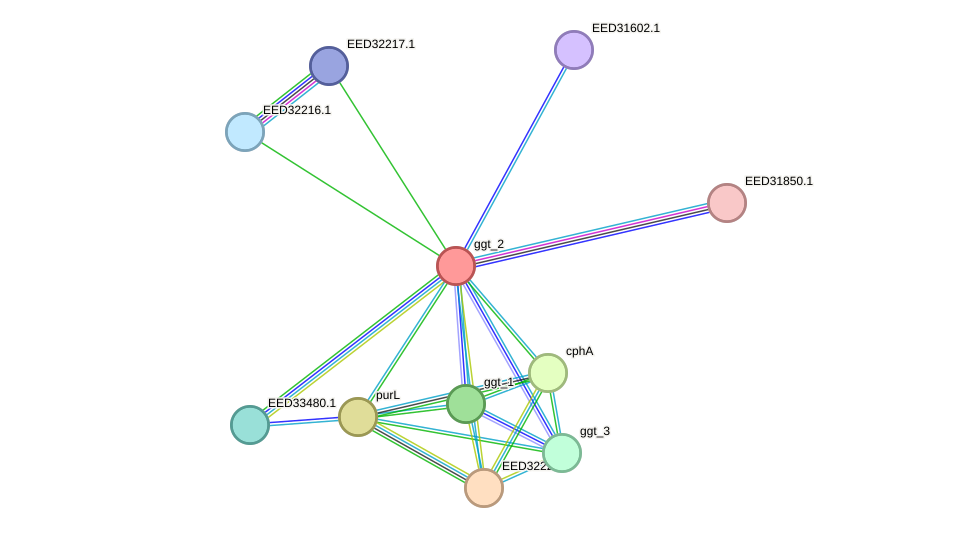 STRING protein interaction network