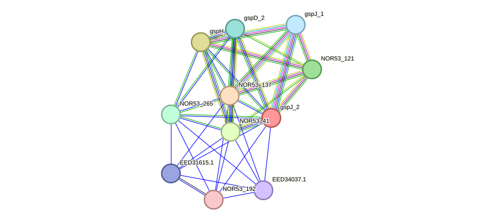STRING protein interaction network