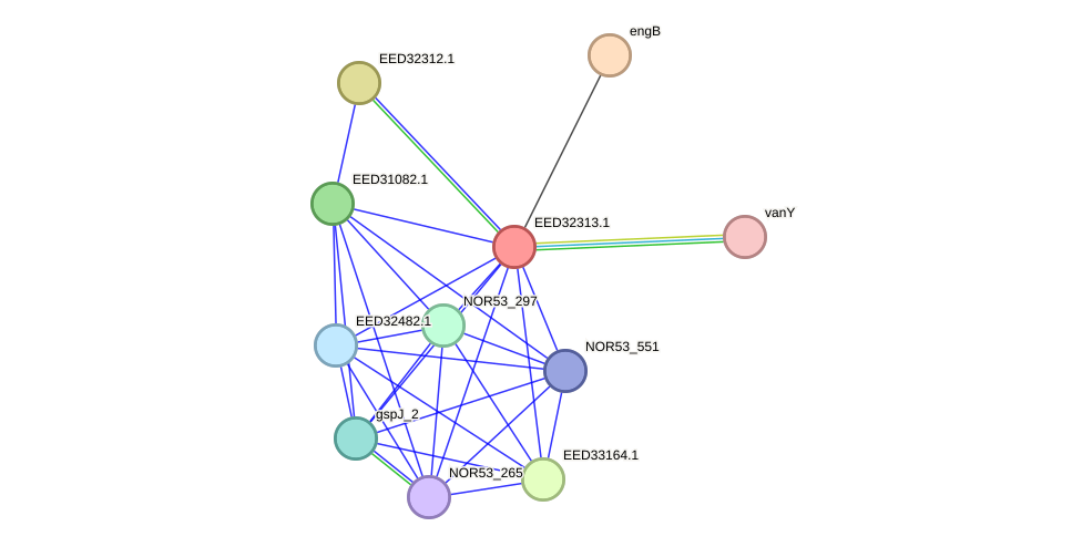 STRING protein interaction network