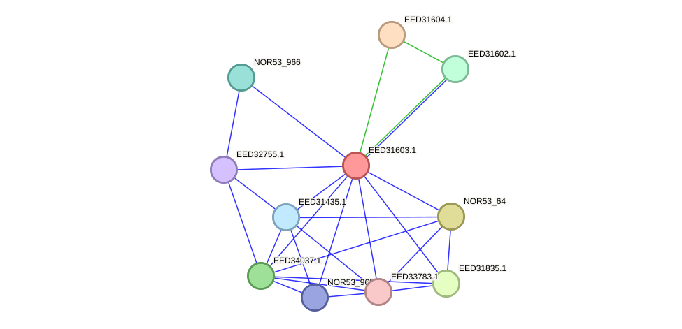 STRING protein interaction network