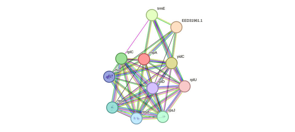 STRING protein interaction network